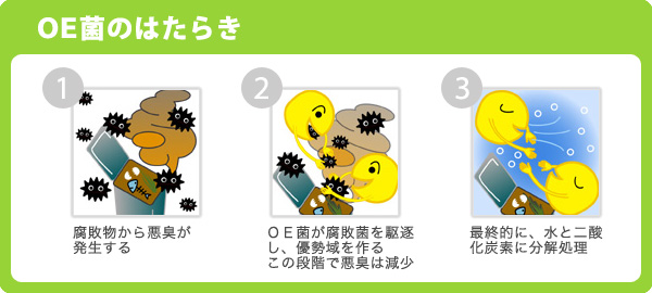 OE(オーイー)菌の働き